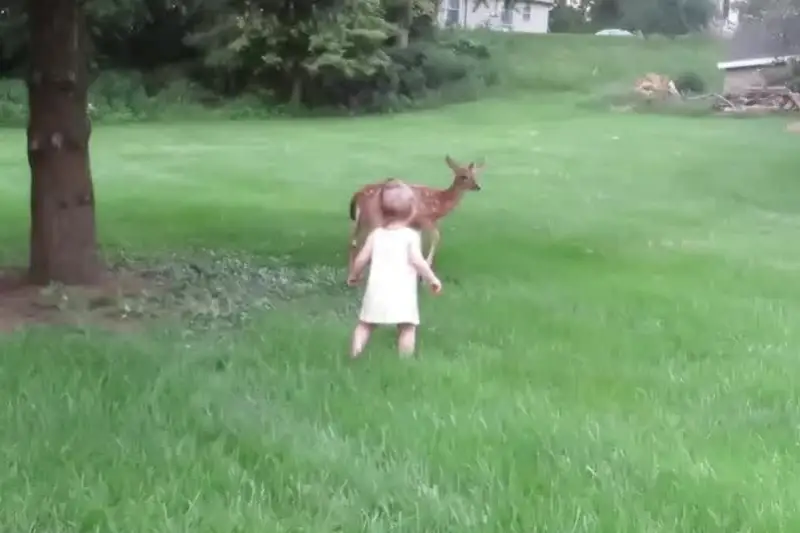 The Girl Who Played with a Deer on Her Porch