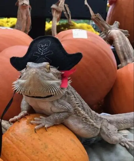 The Lizard in a Pirate Suit