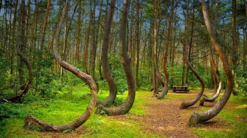 Hoia Forest, Romania