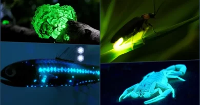 10 Glowing Animals You Have to See to Believe