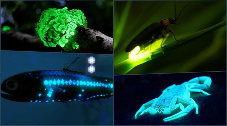 10 Glowing Animals You Have to See to Believe