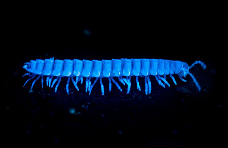 Bioluminescent Millipede