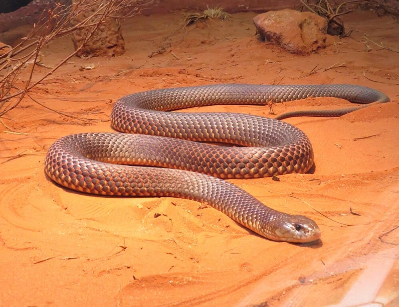 Eastern Brown Snake