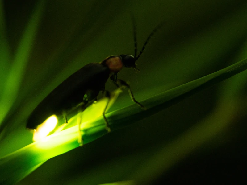 Glowing Firefly