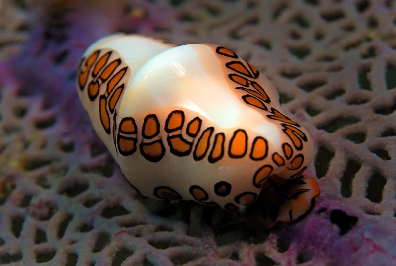 Flamingo Tongue Snail