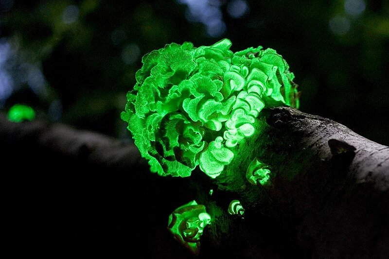 Foxfire Glowing Mushroom