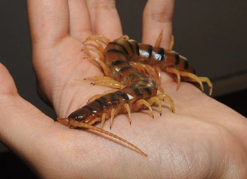 Giant Centipede