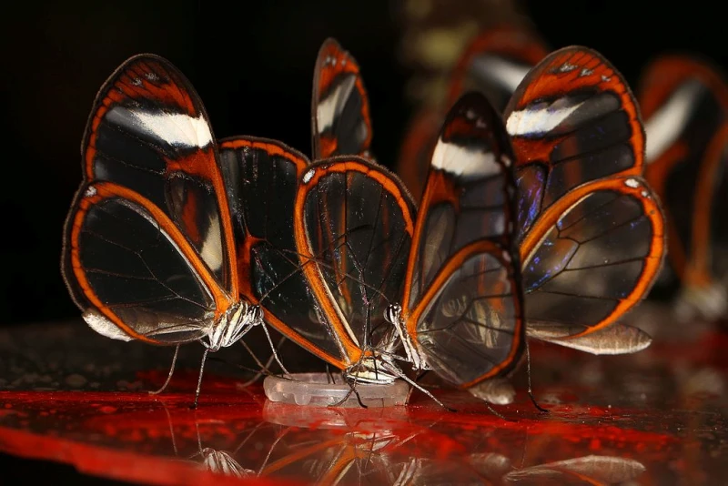 Glasswing Butterfly