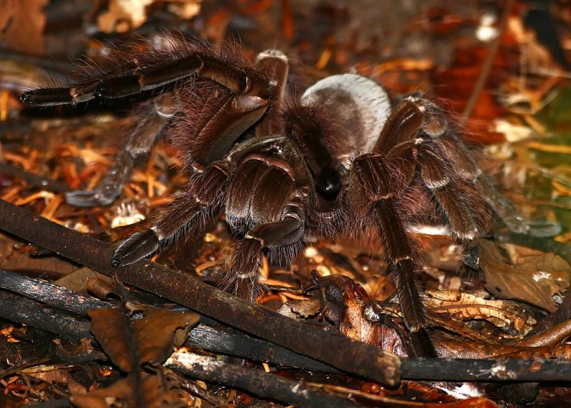 Goliath Birdeater Spider