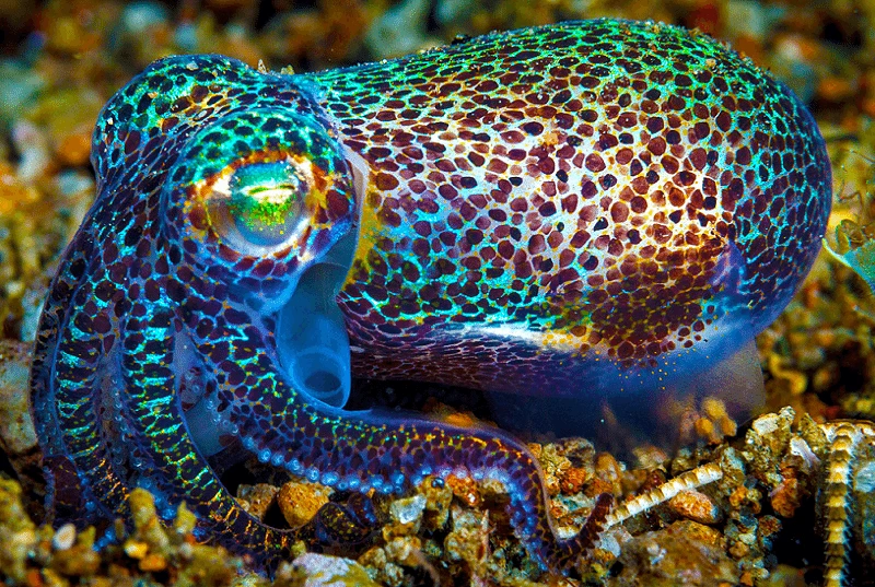 Hawaiian Bobtail Squid