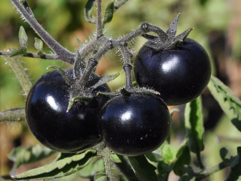 Heirloom Black Tomatoes