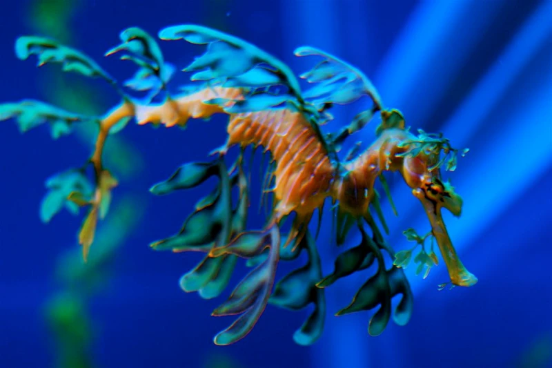 Leafy Sea Dragon