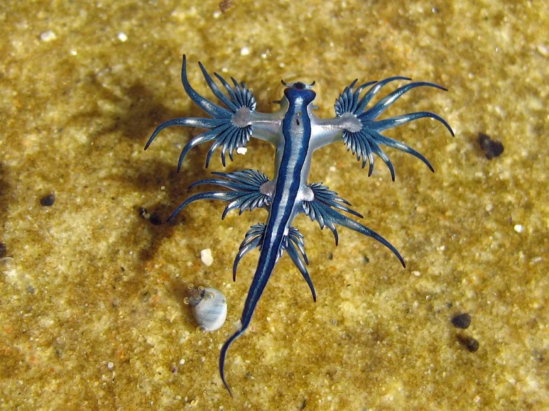 Nudibranch