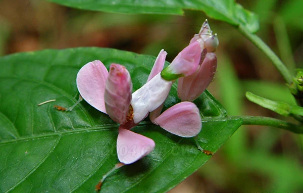 Orchid Mantis