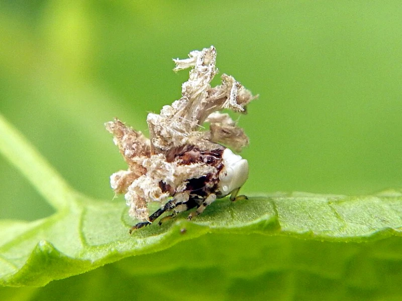 Planthopper Nymph