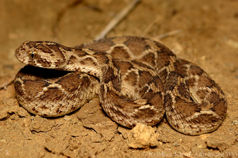 Saw-Scaled Viper