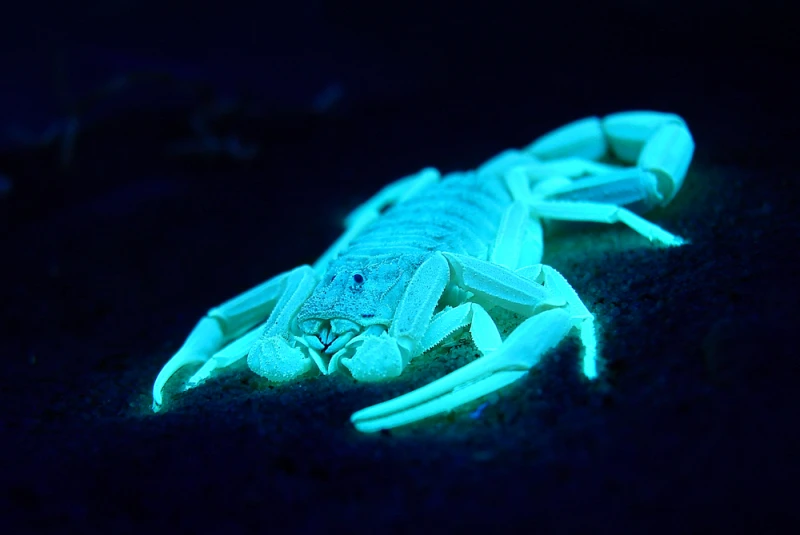 Glowing Scorpion Under UV Light