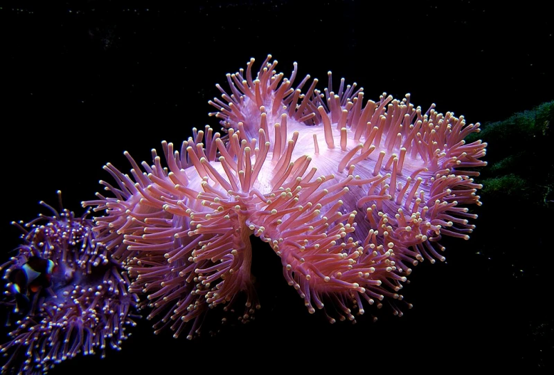 Sea Anemone