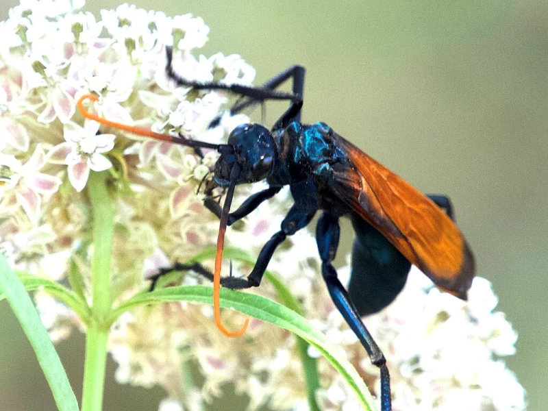 Tarantula Hawk Wasp