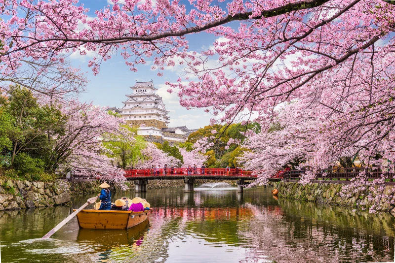 Tokyo Japan, Cherry Blossoms in Spring