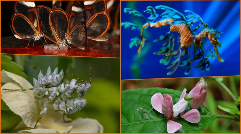 Top 10 Colorful Animals That Look Like Flowers