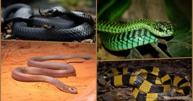 Top 10 Deadliest Snakes in the World