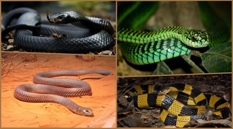 Top 10 Deadliest Snakes in the World